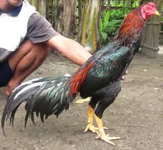 Jenis Ayam Petarung Unaidssmk Kriteria Aduan Yg Bagus Menurut Memenuhi